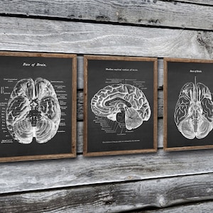 Neuroscience Anatomy of Human Brain set of 3 Unframed Decor Art Prints Gift for Neurosurgeon