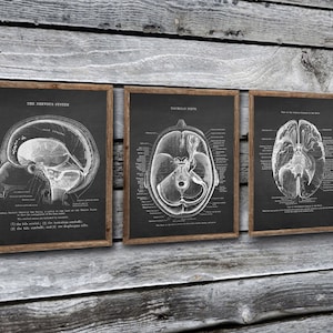 Brain Anatomy Cranial Nervous System set of 3 Unframed Medical Decor Art Prints