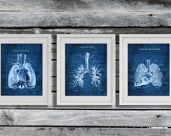 Anatomy of Lungs Heart set of 3 Unframed Decor Art Prints Respiratory Therapist Gift