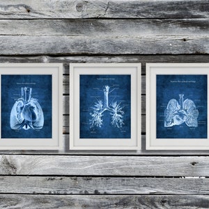 Anatomy of Lungs Heart set of 3 Unframed Decor Art Prints Respiratory Therapist Gift