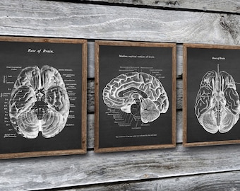 Neuroscience Anatomy of Human Brain set of 3 Unframed Decor Art Prints Gift for Neurosurgeon