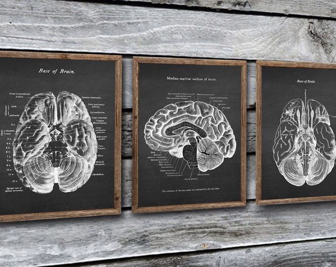 Anatomy of Human Brain Set of 3 Unframed Art Prints Decor Gift for ...