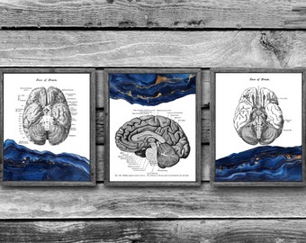 Anatomy of Human Brain set of 3 Unframed Educational Decor Prints Gift for Neurologist Blue Marble Abstract Art