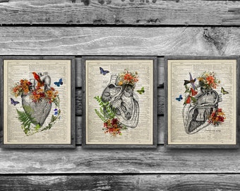 Heart Anatomy Set of 3 Unframed Art Prints - Cardiology Office Decor