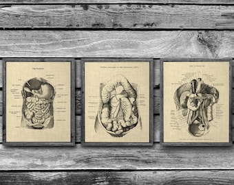 Gastrointestinal Anatomy set of 3 Unframed Medical Decor Art Prints Gift for Gastroenterologist