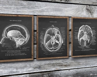 Brain Anatomy Cranial Nervous System set of 3 Unframed Medical Decor Art Prints