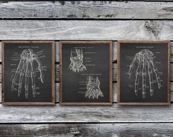 Orthopedic Doctor Office Decor Bone Anatomy of Human Hand Unframed set of 3 Art Prints