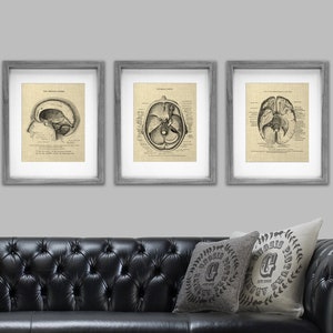 Anatomy of Human Brain set of 3 Unframed Art Prints Decor Gift for Psychologist