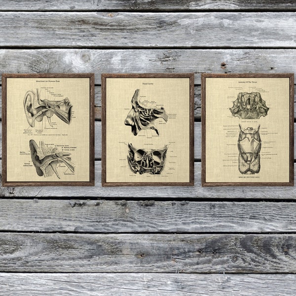 ENT Clinic Doctor Office Decor set of 3 Unframed Art Prints Ear Nose Throat Anatomy