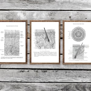 Dermatologist Art set of 3 Unframed Skin Epidermis Anatomy Wall Decor