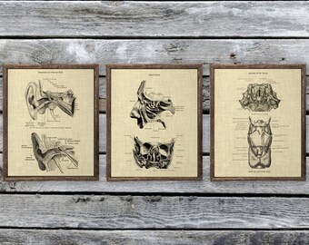 Láminas artísticas de anatomía otorrinolaringológica, decoración para oído, nariz y garganta, juego de 3