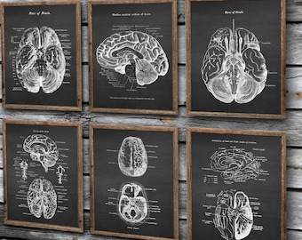 Neuroscience Anatomy of Human Brain set of 6 Unframed Decor Art Prints Gift for Neurosurgeon