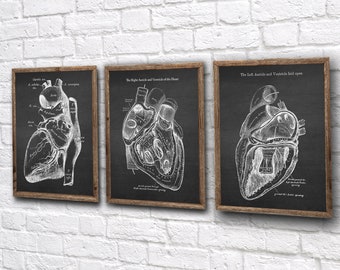 Anatomy Heart Art Prints Set of 3 unframed wall art