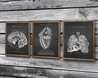 Anatomy of Human Brain Heart and Lungs set of 3 Unframed Medical Decor Art Prints