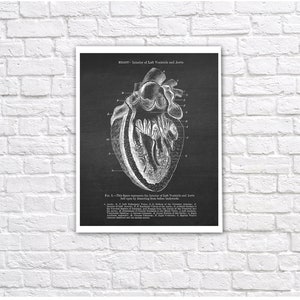 Anatomy of Human Heart Set of 6 Unframed Decor Art Prints Gift for ...