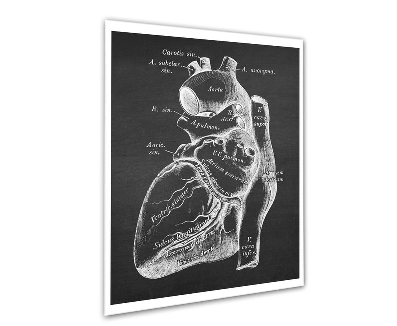 Anatomy of Human Heart Set of 6 Unframed Decor Art Prints Gift for ...