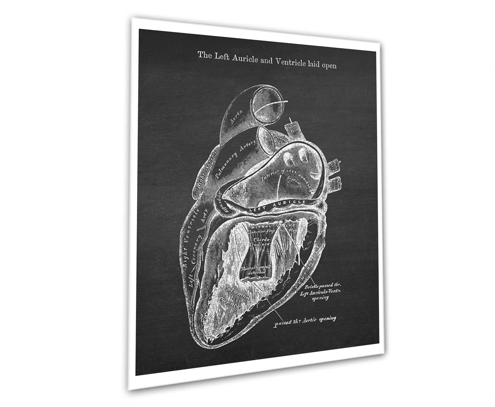 Anatomy of Human Heart Set of 6 Unframed Decor Art Prints Gift for ...