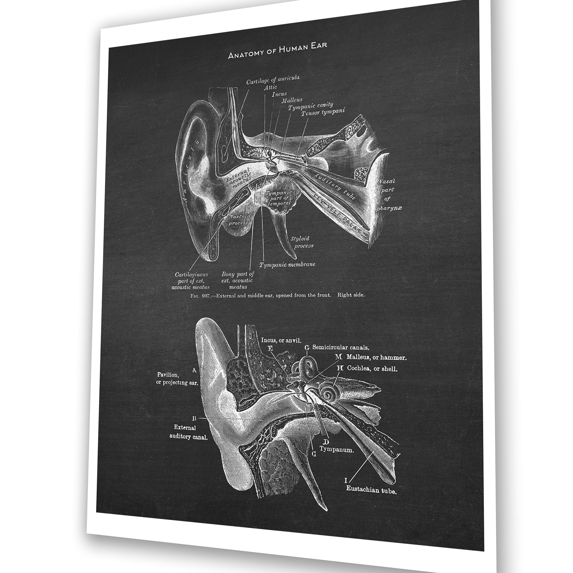 Ear Anatomy Art Audiologist Doctor Office Wall Decor Set of 3 Unframed ...