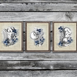 May include: Three framed prints with vintage style illustrations of a fetus in the womb surrounded by blue flowers. The prints are on a wood background.