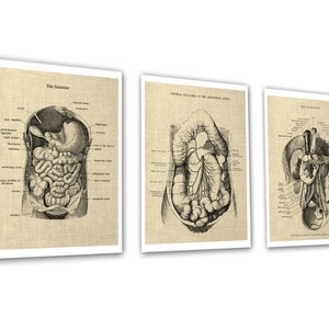 Gastrointestinal Anatomy Set of 3 Unframed Medical Decor Art Prints ...