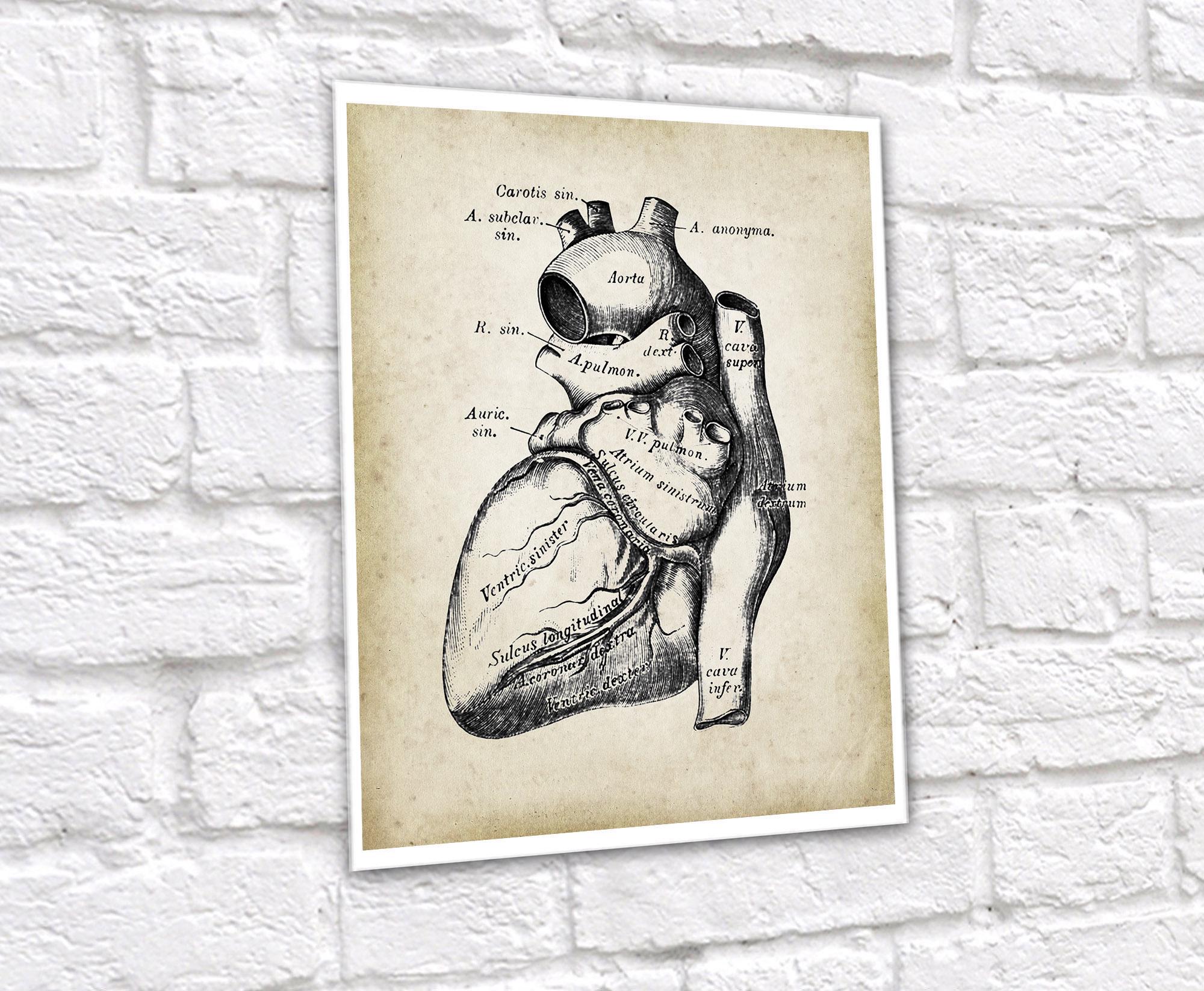 Vintage Heart Anatomy Art Prints – Set of 3, Cardiology Decor - Etsy