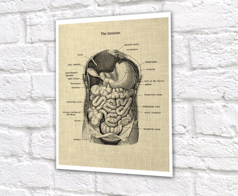 Gastrointestinal Anatomy Set of 3 Unframed Medical Decor Art Prints ...