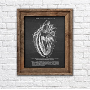 Doctor Gift Heart Anatomy Wall art One Single Unframed Anatomy print, medical student graduation gift, Cardiologist Gift, Doctor Decor