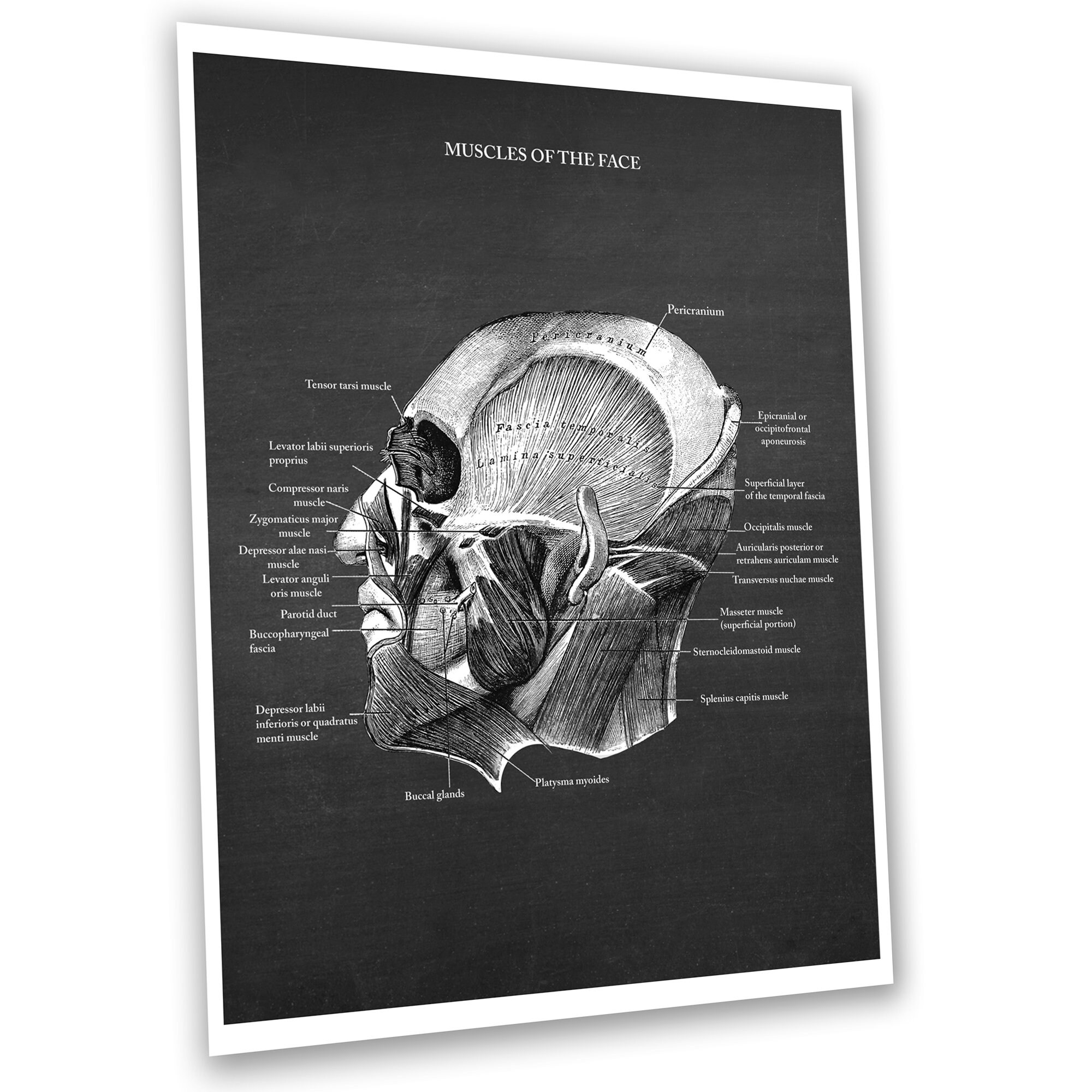 Facial Muscles Anatomy Chart Posters Art Set of 3 Unframed Art - Etsy UK
