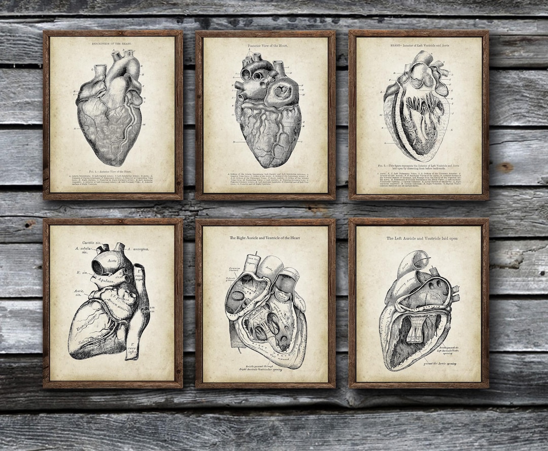 Anatomy of Human Heart Set of 6 Unframed Art Prints Cardiology Office ...