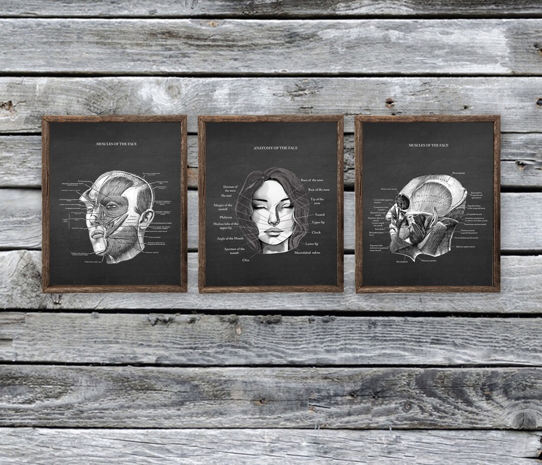 Facial Muscles Anatomy Chart Posters Art Set of 3 Unframed Art Prints ...