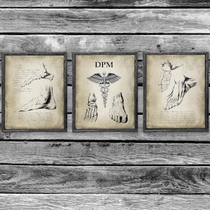Foot Anatomy Art Prints set of 3 Unframed Decor Gift for Podiatrist - Podiatry Clinic Wall Decor