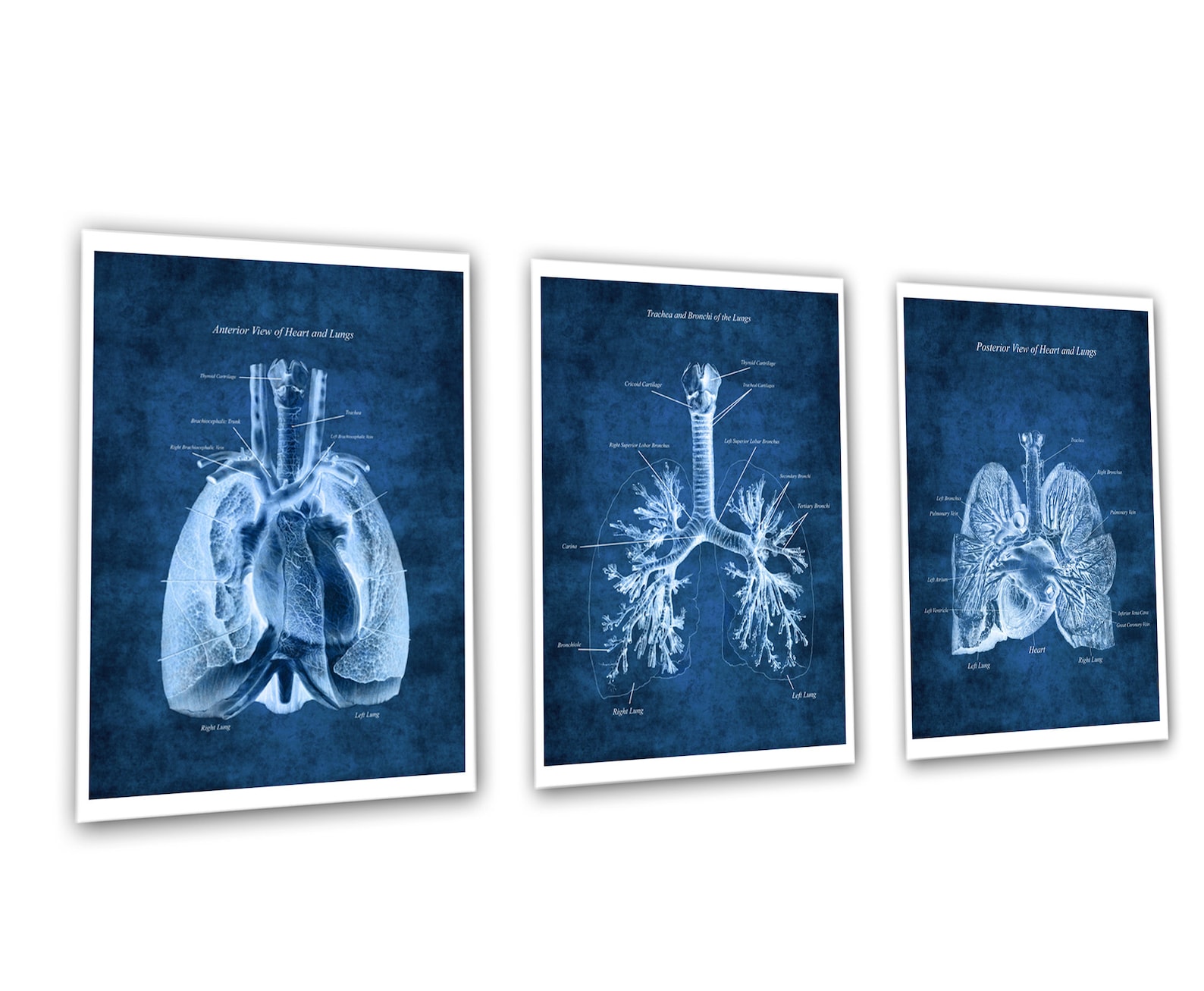 Anatomy of Lungs Heart Set of 3 Unframed Decor Art Prints Respiratory ...