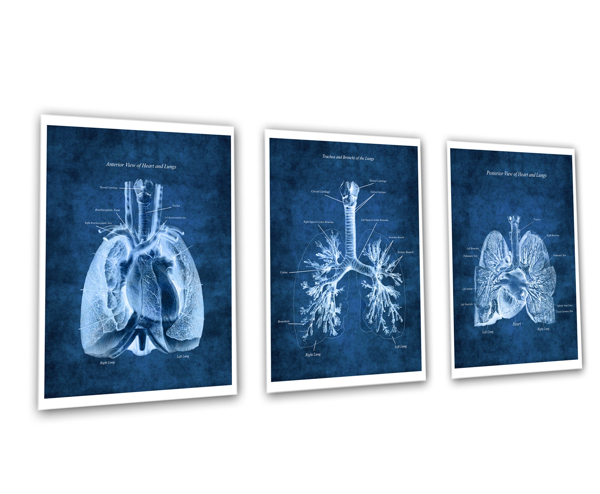 Anatomy of Lungs Heart Set of 3 Unframed Decor Art Prints - Etsy