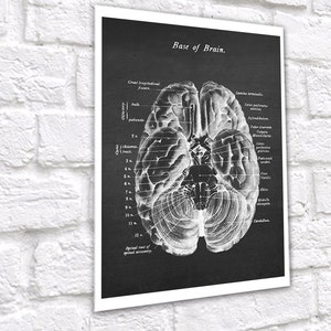 Neuroscience Anatomy of Human Brain Set of 3 Unframed Decor Art Prints ...