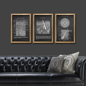 Dermatologist Art set of 3 Unframed Skin Epidermis Anatomy Wall Decor