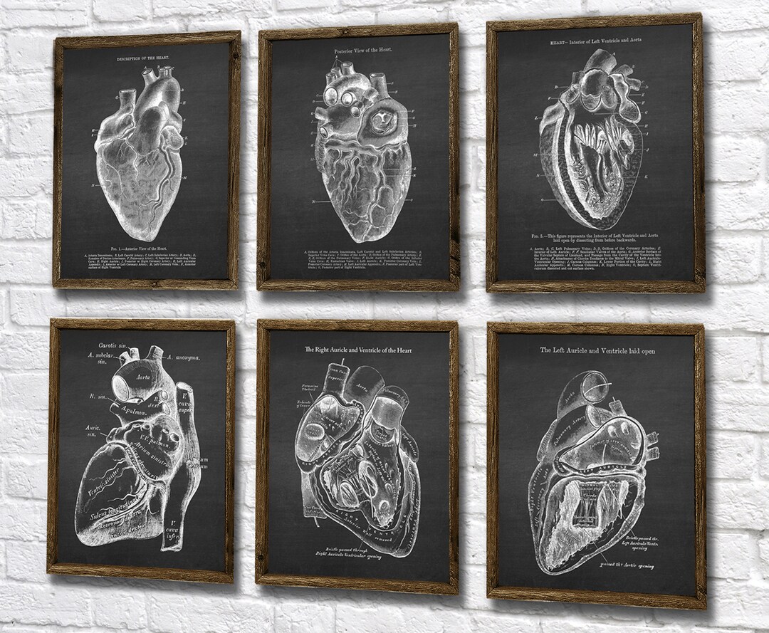 Anatomy of Human Heart Set of 6 Unframed Decor Art Prints Gift for ...