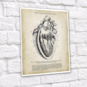 Anatomy of Human Heart Set of 6 Unframed Art Prints Cardiology Office ...