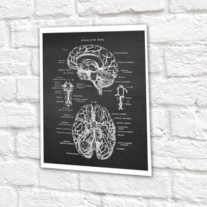 Neuroscience Anatomy of Human Brain set of 6 Unframed Decor Art Prints Gift for Neurosurgeon image 8