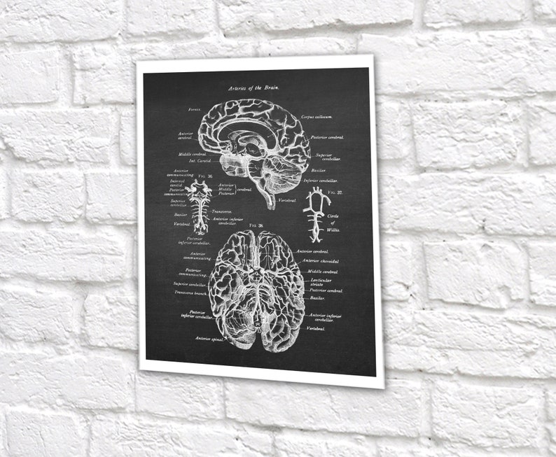 Neuroscience Anatomy of Human Brain set of 6 Unframed Decor Art Prints Gift for Neurosurgeon image 8