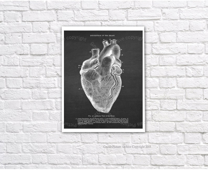 Anatomy Heart Art Prints Set of 3 unframed wall art