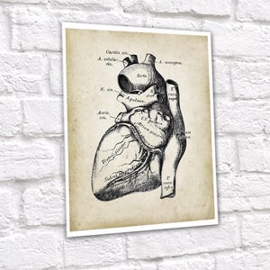 Anatomy of Human Heart Set of 6 Unframed Art Prints Cardiology Office ...