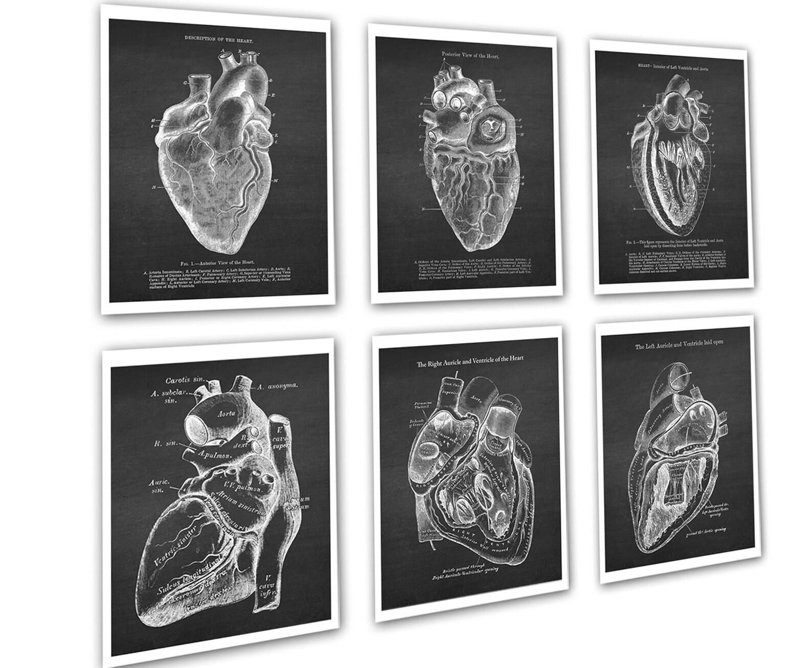 Anatomy of Human Heart Set of 6 Unframed Decor Art Prints Gift for ...