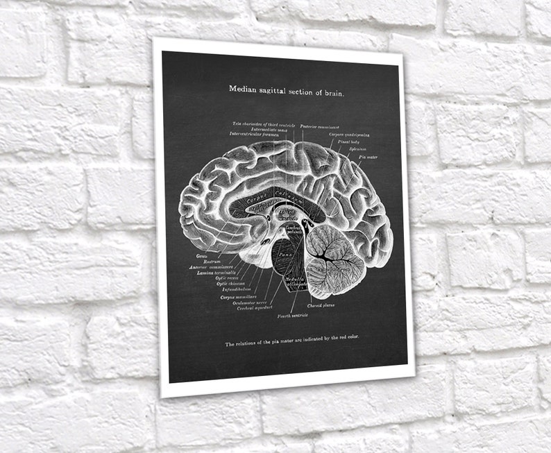 Neuroscience Anatomy of Human Brain set of 6 Unframed Decor Art Prints Gift for Neurosurgeon image 6