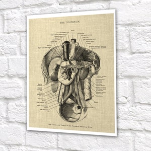 Gastrointestinal Anatomy Set of 3 Unframed Medical Decor Art Prints ...