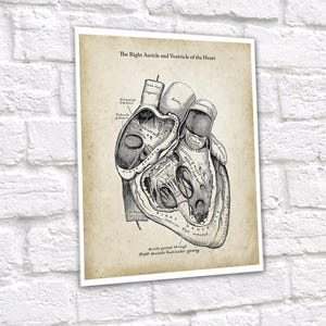 Anatomy of Human Heart Set of 6 Unframed Art Prints Cardiology Office ...