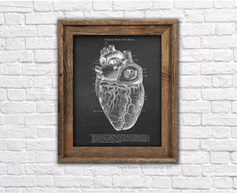 Anatomy Heart Art Prints Set of 3 unframed wall art