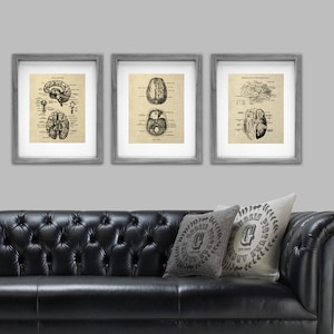 Psychologist Decor Brain Anatomy set of 3 Unframed Art Prints