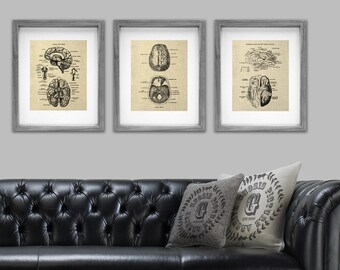 Psychologist Decor Brain Anatomy set of 3 Unframed Art Prints