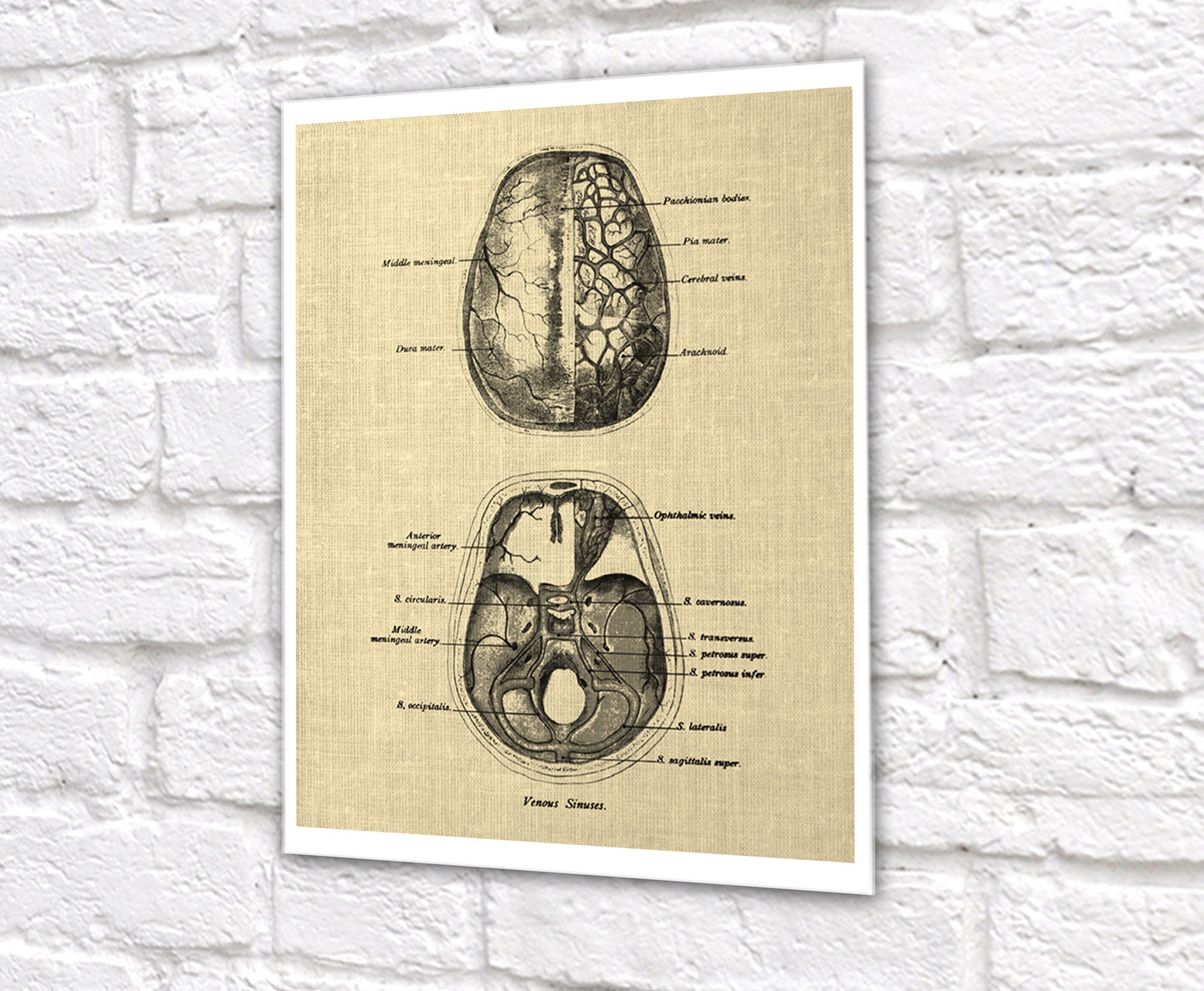 Psychologist Decor Brain Anatomy Set of 3 Unframed Art Prints - Etsy