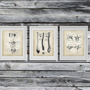 Chiropractor Gift, Physical Therapist Gift, Set of 3 Vertebra Anatomy Waiting Room Decor Doctor of Chiropractic Gift